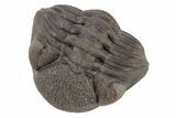 Wide, Enrolled Eldredgeops Trilobite - Ohio #221202-2